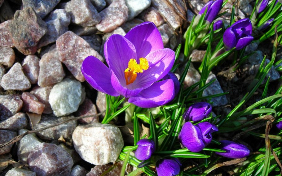 Цветы растущие на камнях