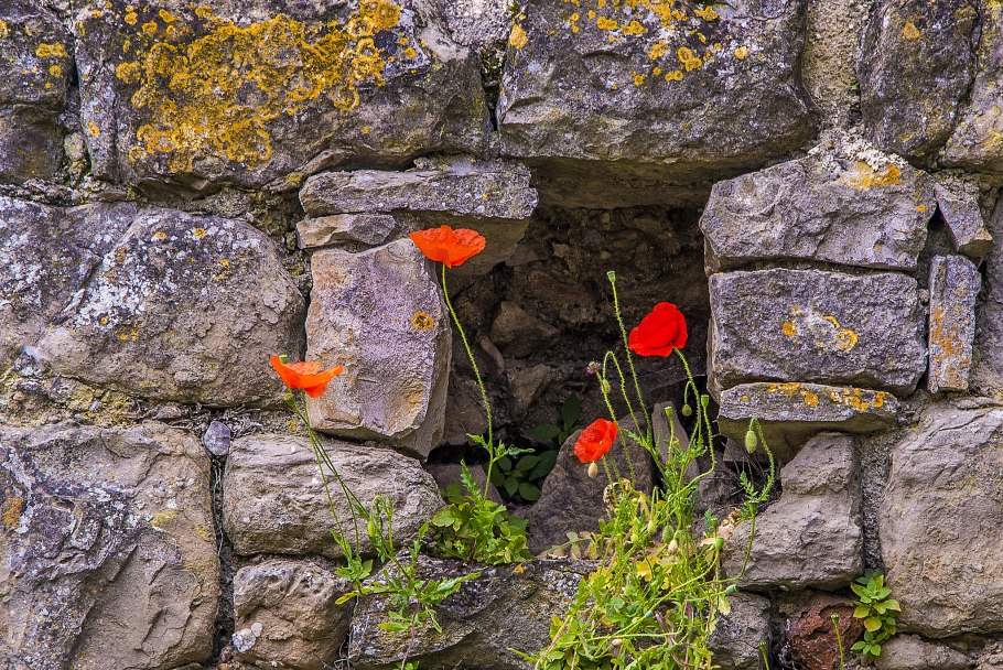 Цветы на камнях
