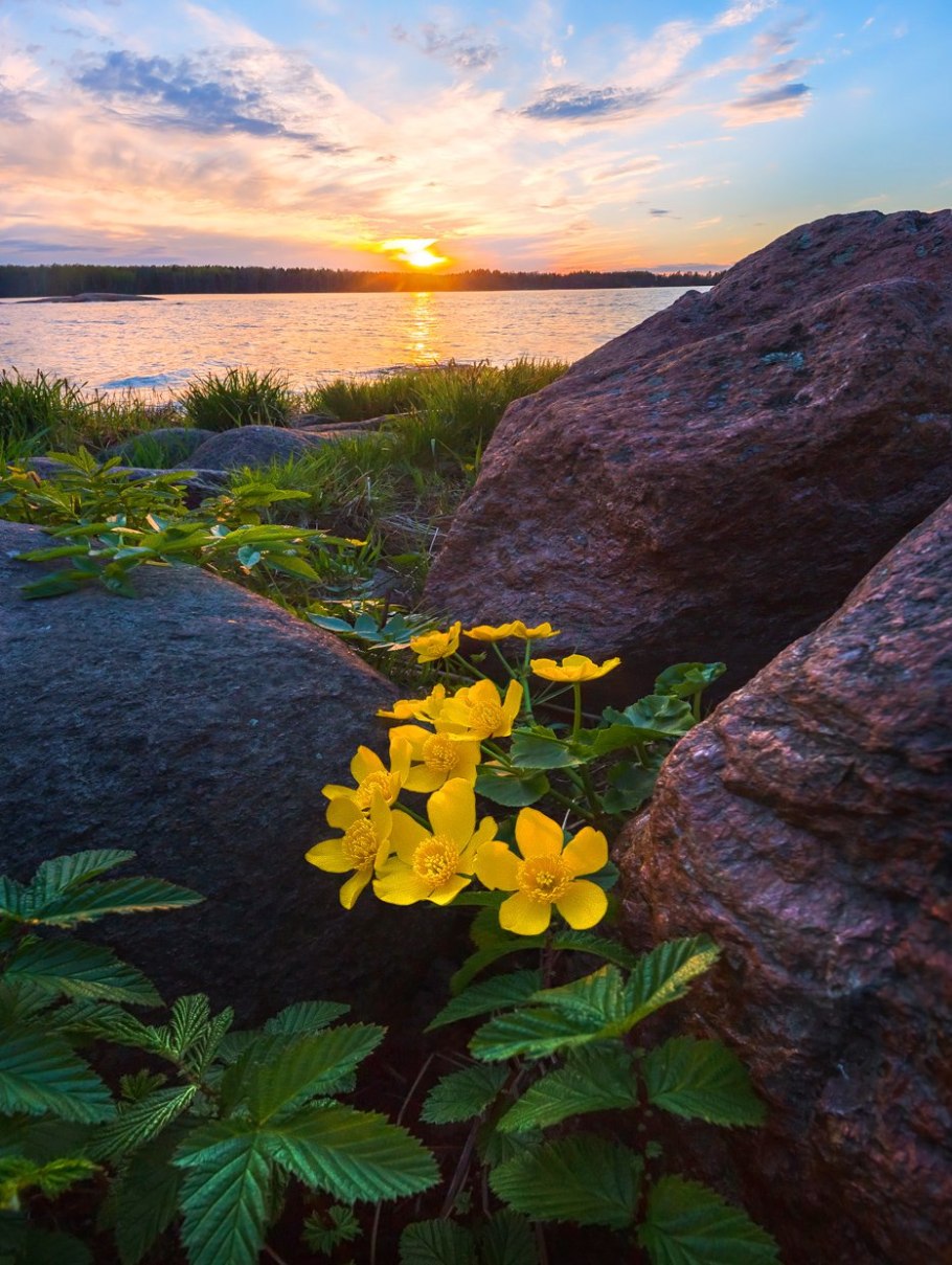 Литопс кеглевидный