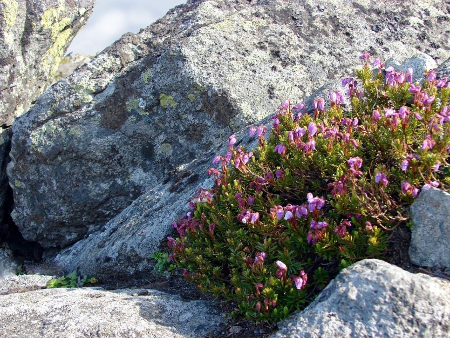 Растения которые растут на камнях