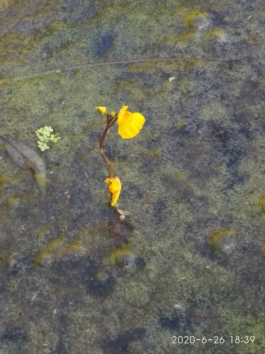 Пузырчатка растение хищник