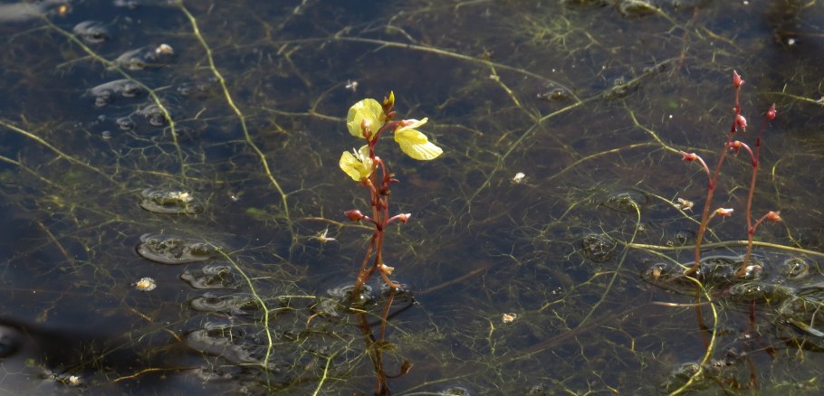 Утрикулярия пузырчатка