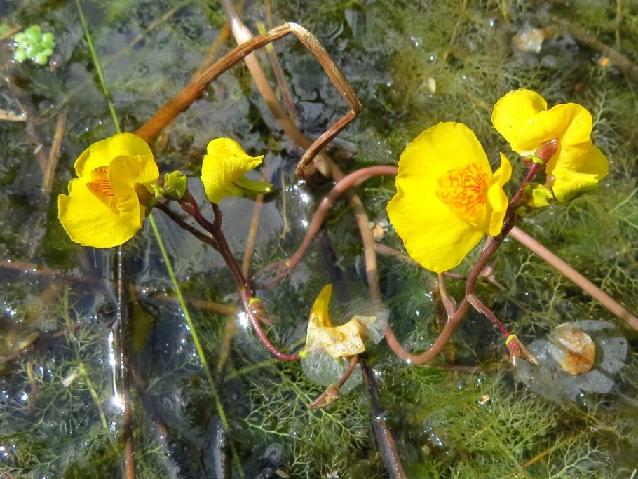 Utricularia vulgaris