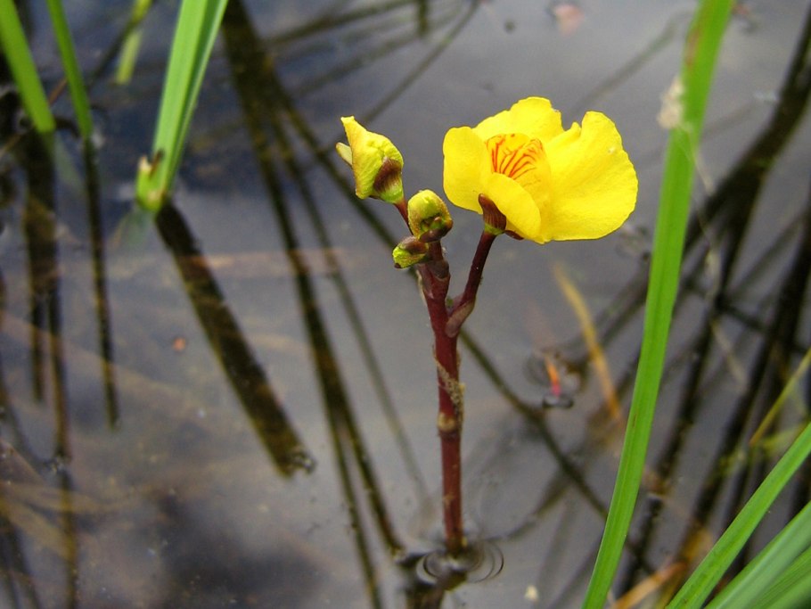 Пузырчатка (Utricularia vulgaris)