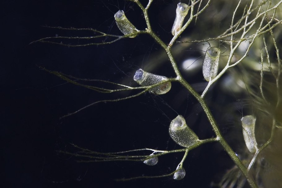 Пузырьки-ловушки пузырчатки