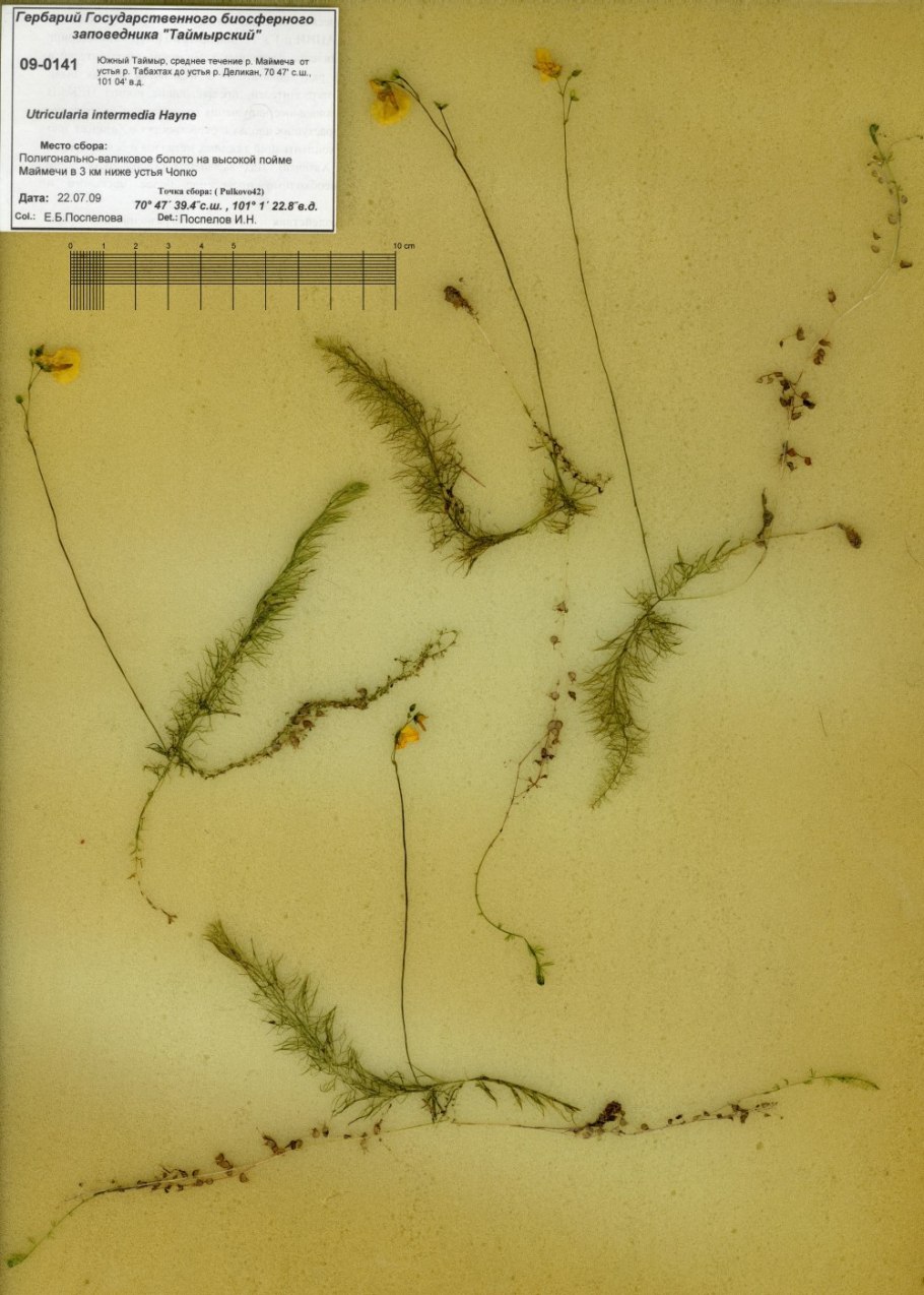 Пузырчатка (Utricularia)