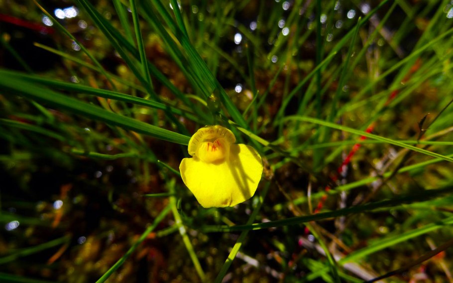 Utricularia vulgaris
