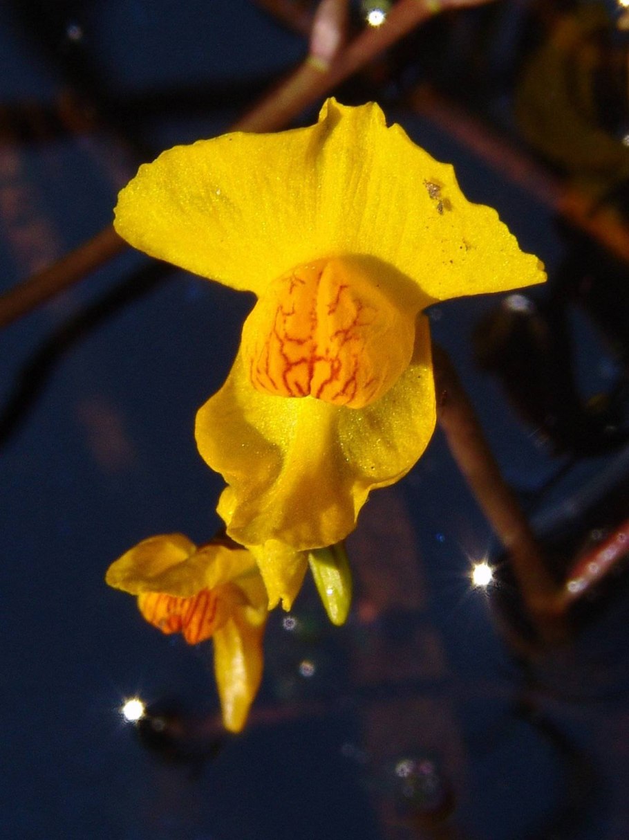 Стадии пузырчатки обыкновенной