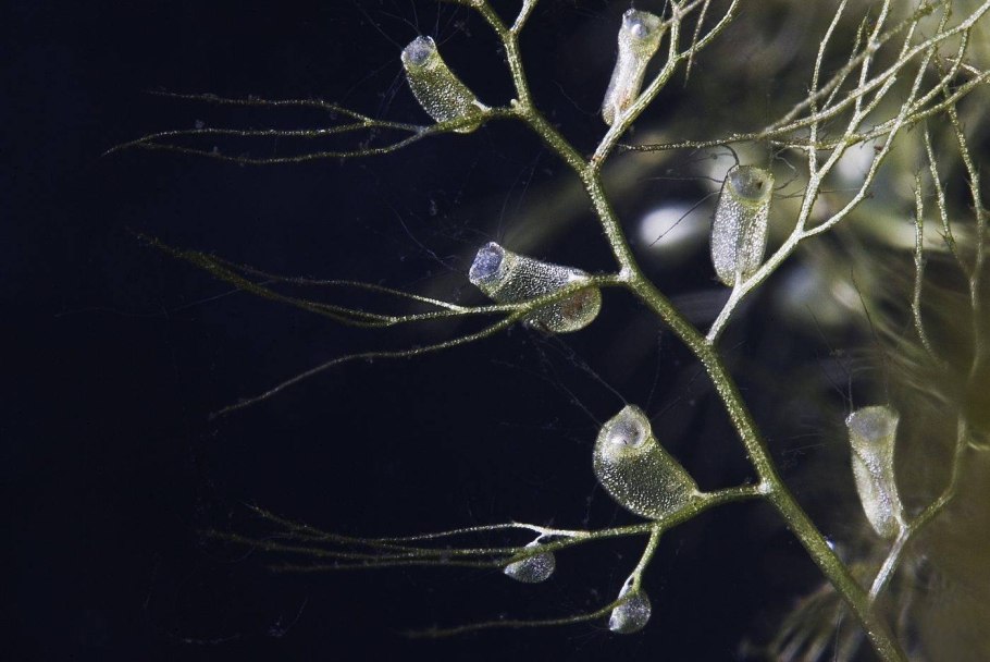 Пузырчатка обыкновенная