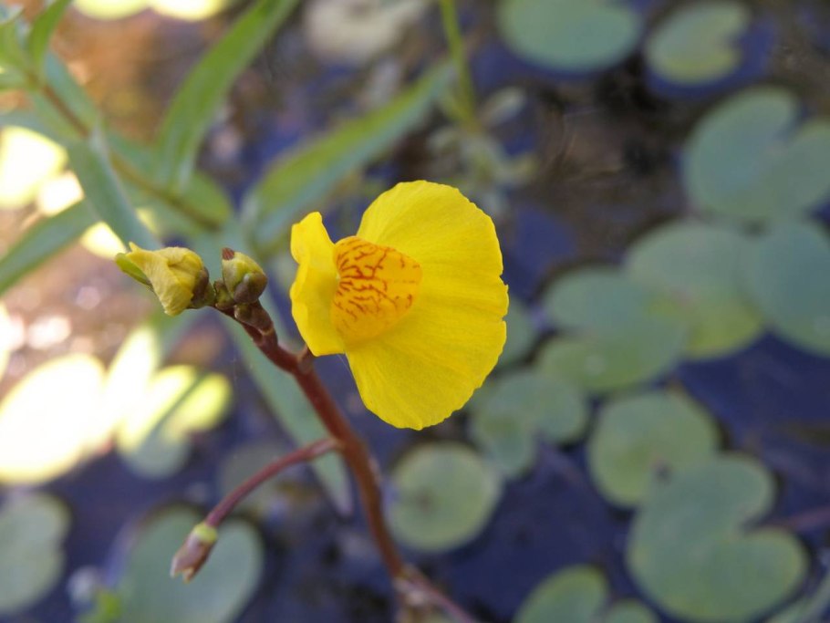 Пузырчатка (Utricularia)
