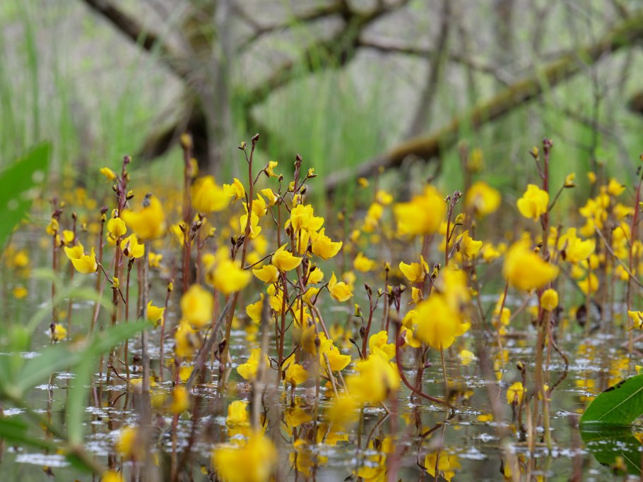 Utricularia pubescens