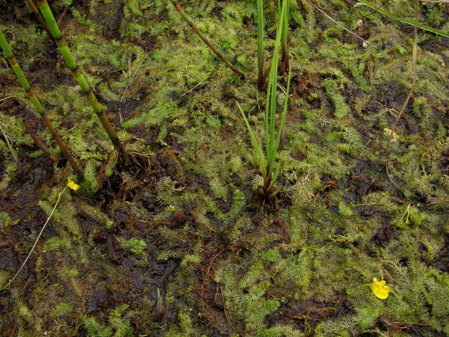 Пузырчатка обыкновенная