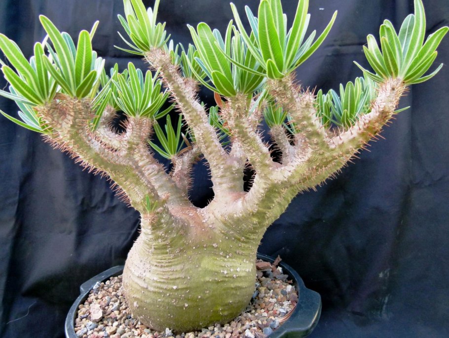 Пахиподиум Сандерса