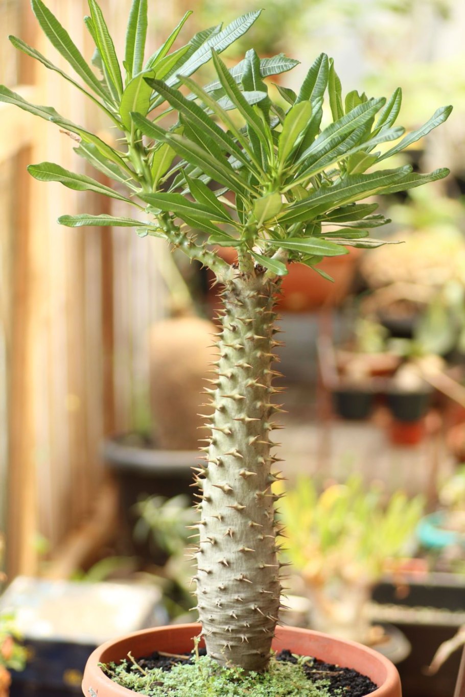 Мадагаскарская Пальма пахиподиум