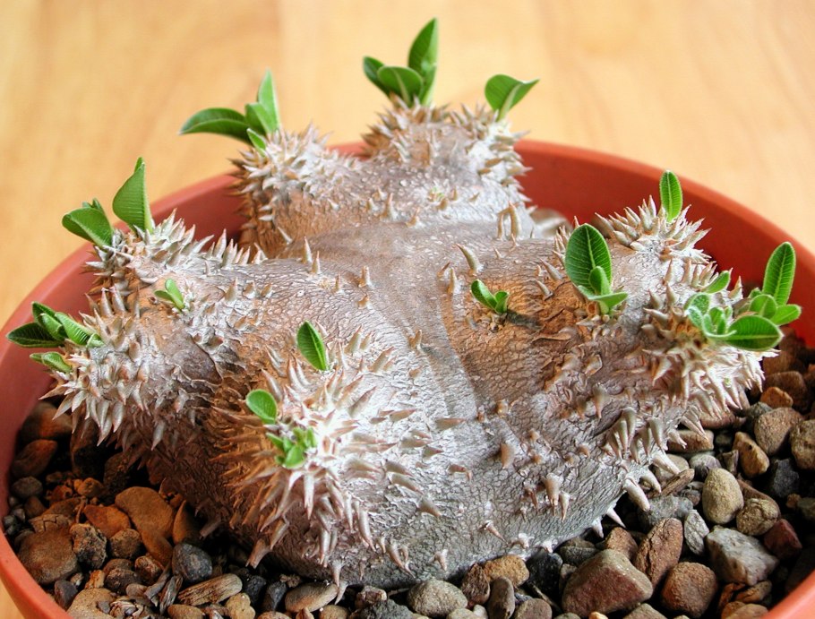 Pachypodium lamerei