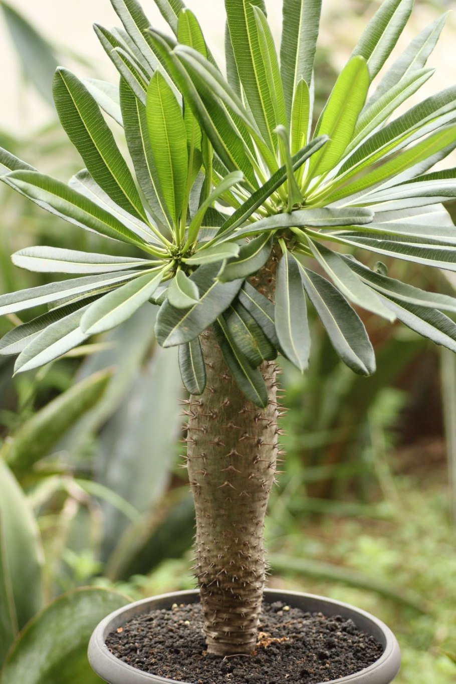 Pachypodium lamerei