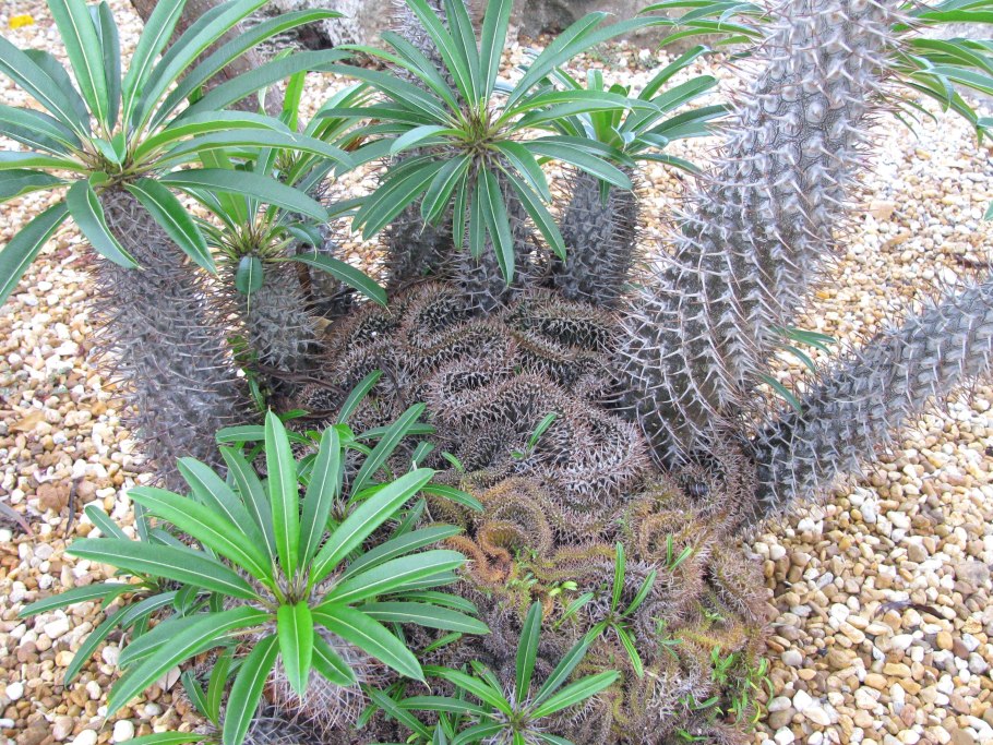 Пахиподиум ламера