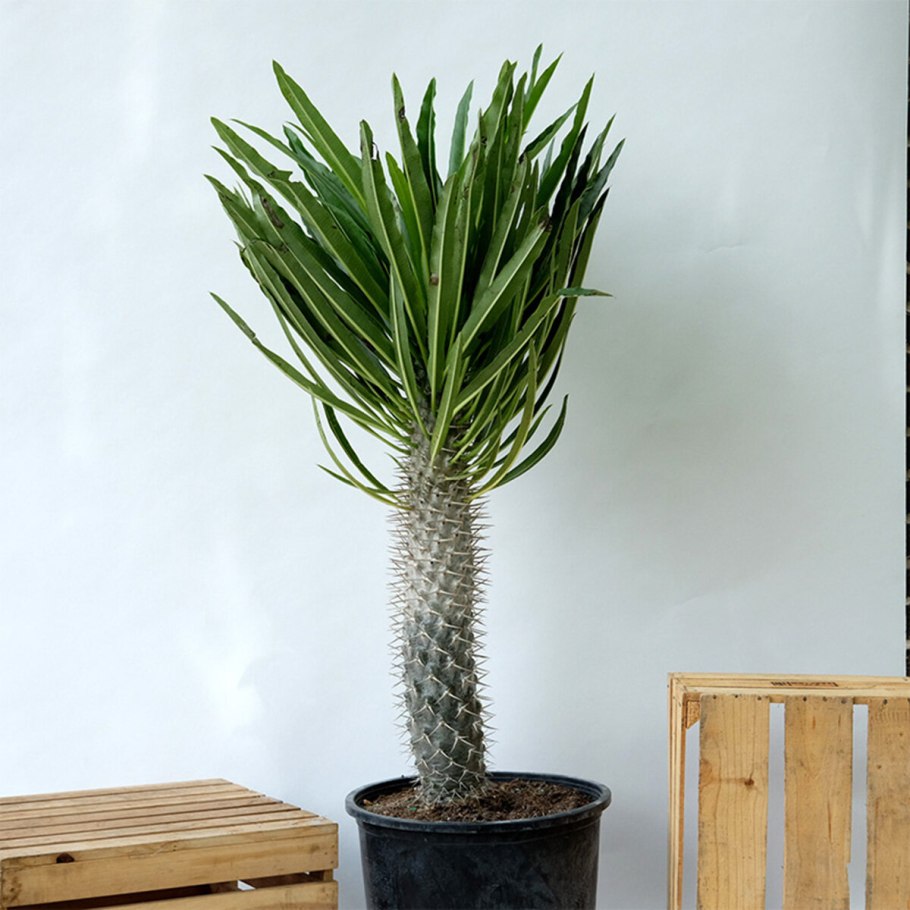 Кактус пахиподиум ламера