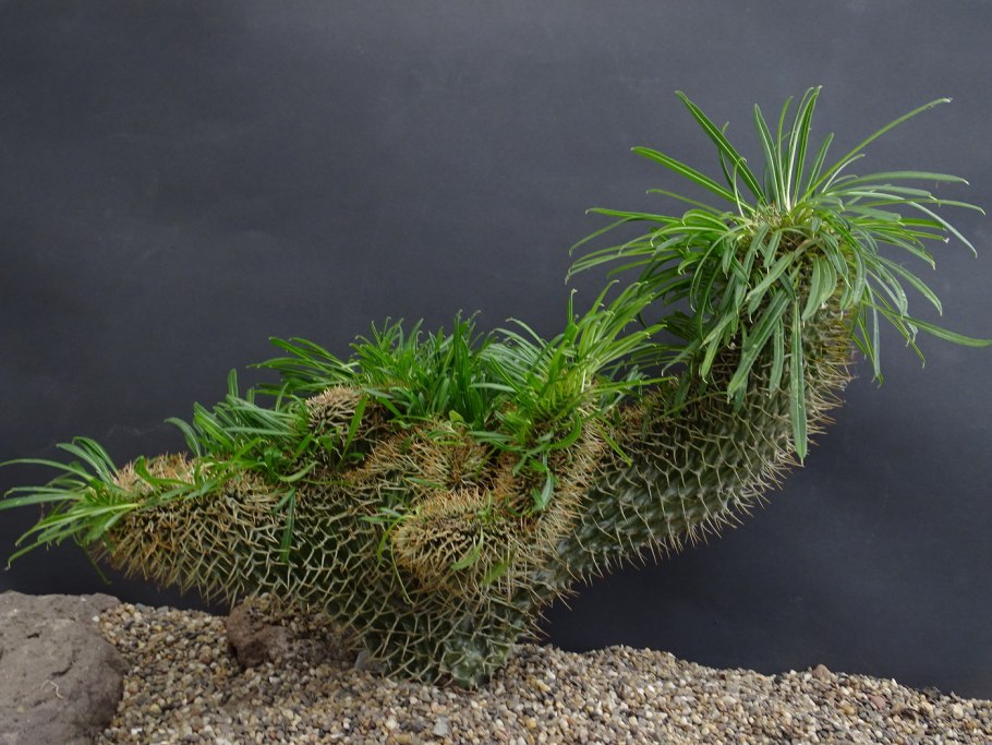 Кактус пахиподиум ламера