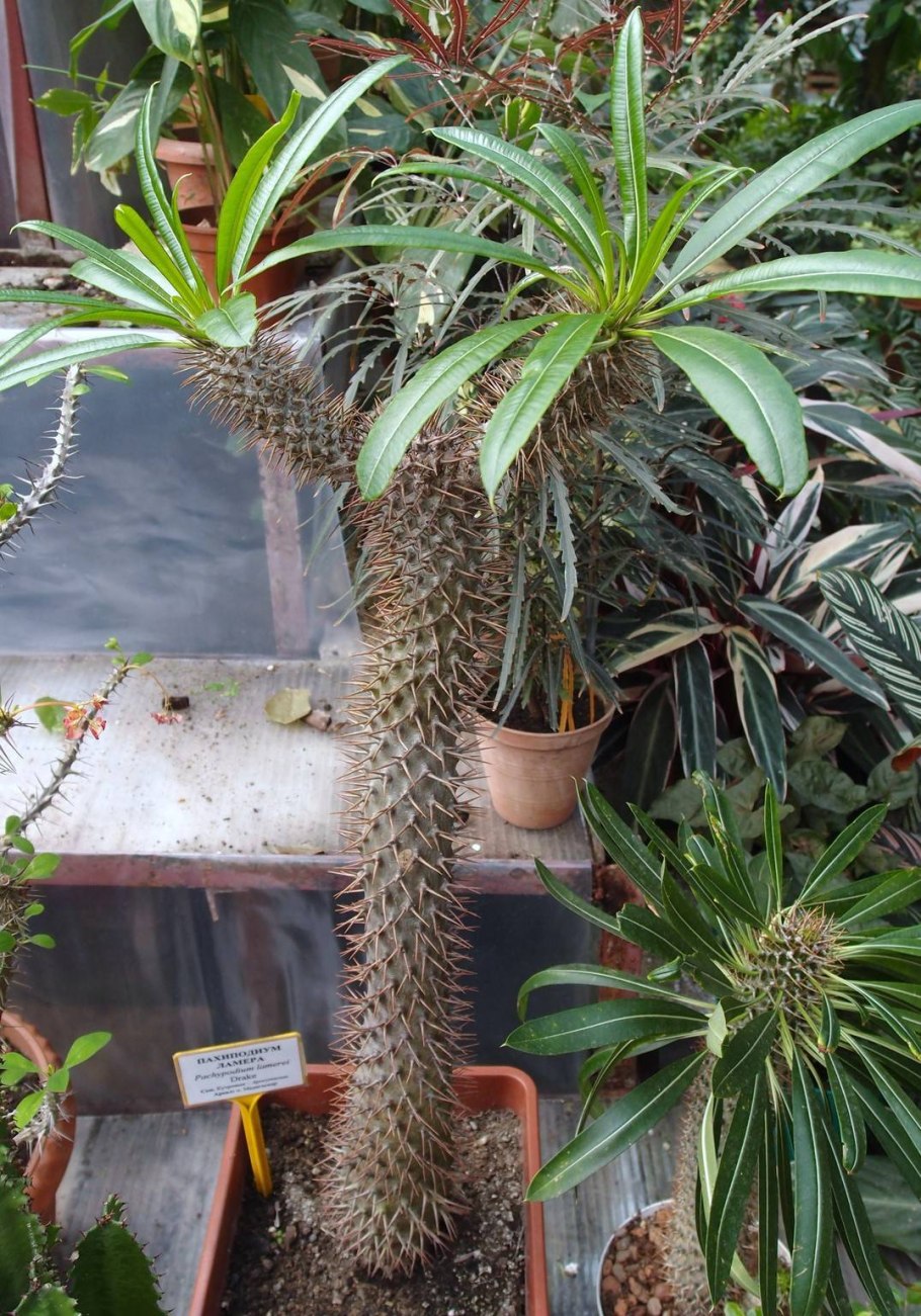 Пахиподиум намакванский