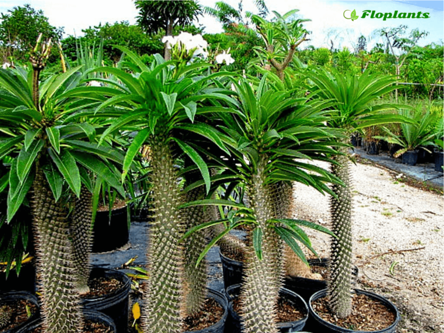 Пахиподиум ламера