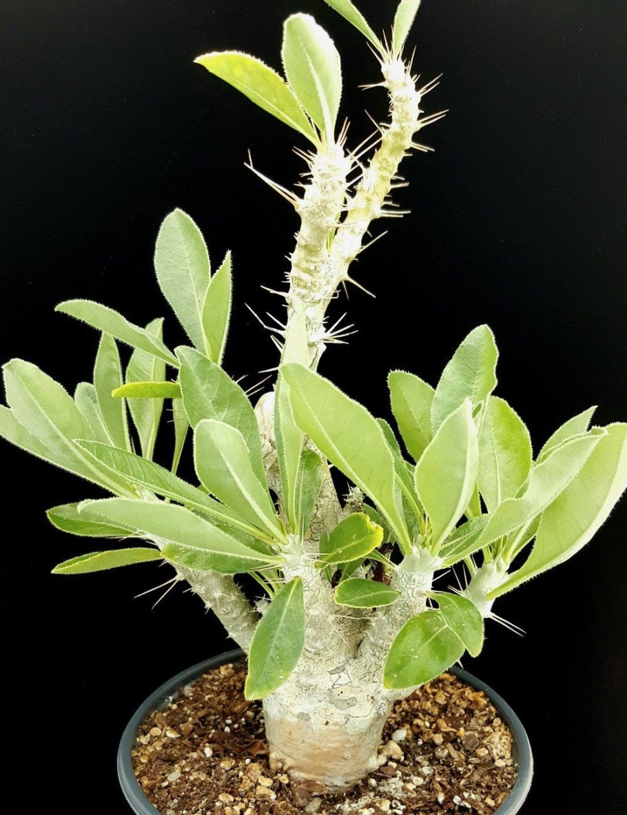 Пахиподиум сандерса