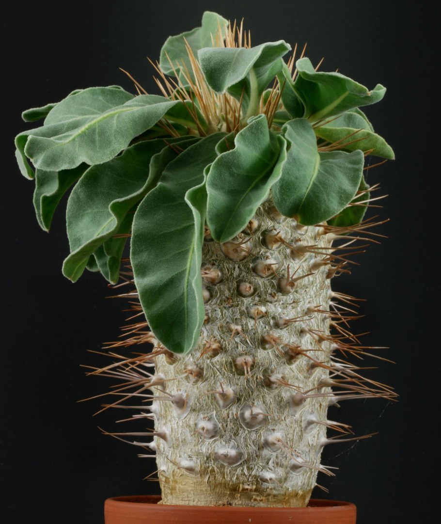 Pachypodium namaquanum