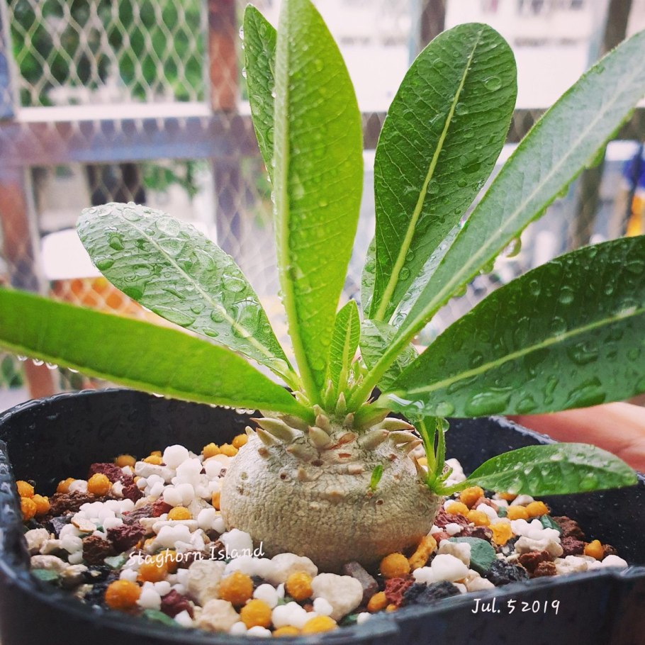 Пахиподиум ламера