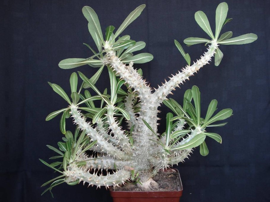 Пахиподиум namaquanum