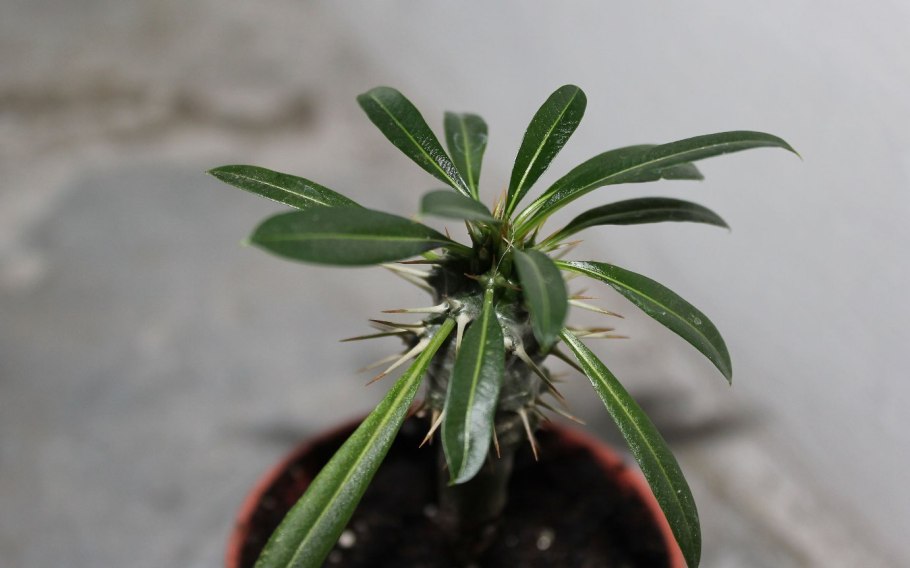 Пахиподиум namaquanum