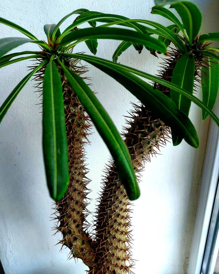 Пахиподиум ламера мадагаскарская пальма