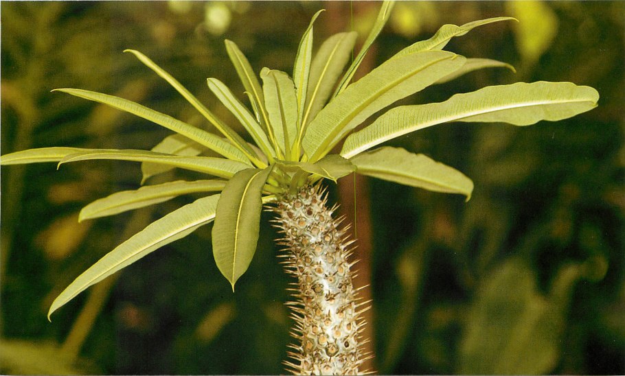 Пахиподиум Сандерса