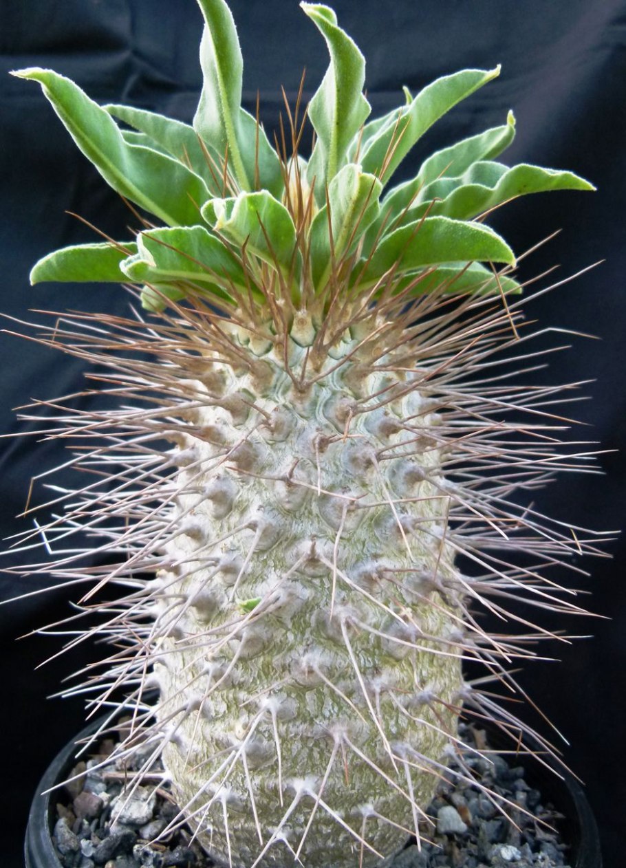 Мадагаскарская Пальма пахиподиум