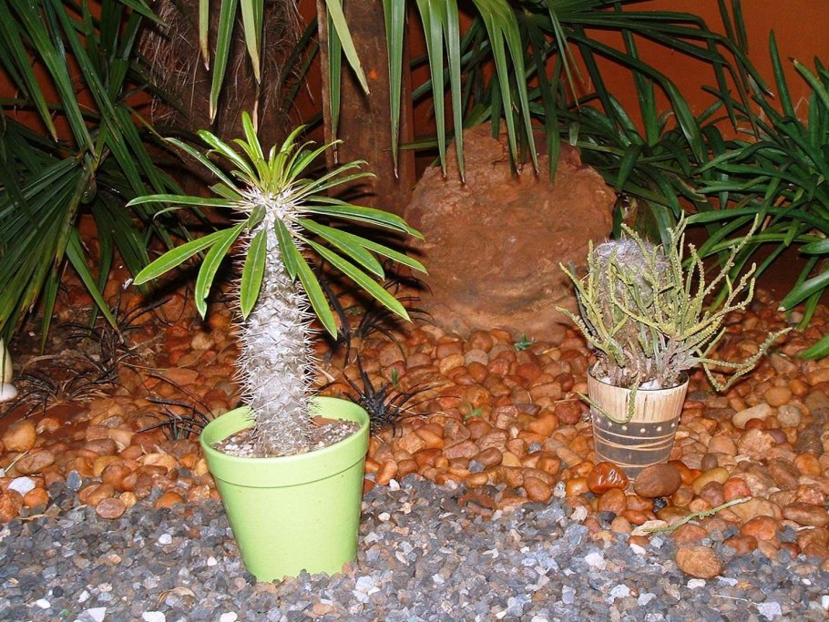 Мадагаскарская Пальма пахиподиум