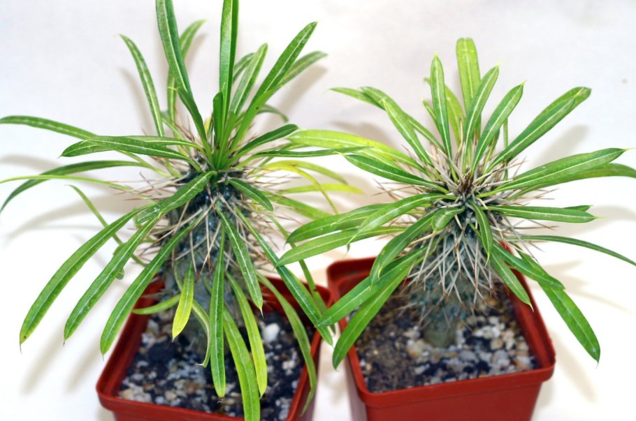 Пахиподиум ламера