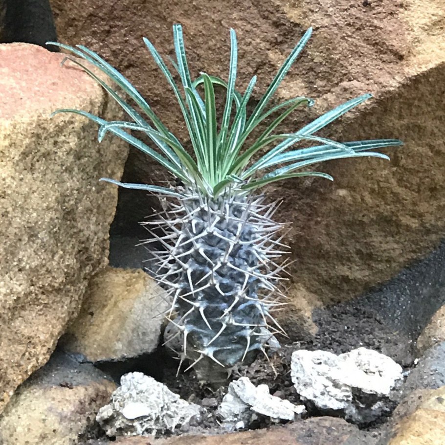 Цветок пахиподиум ламера