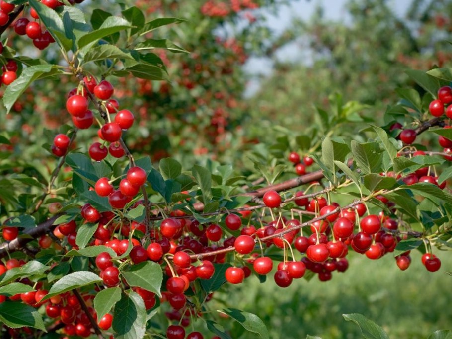 Вишня Степная (Prunus fruticosa)