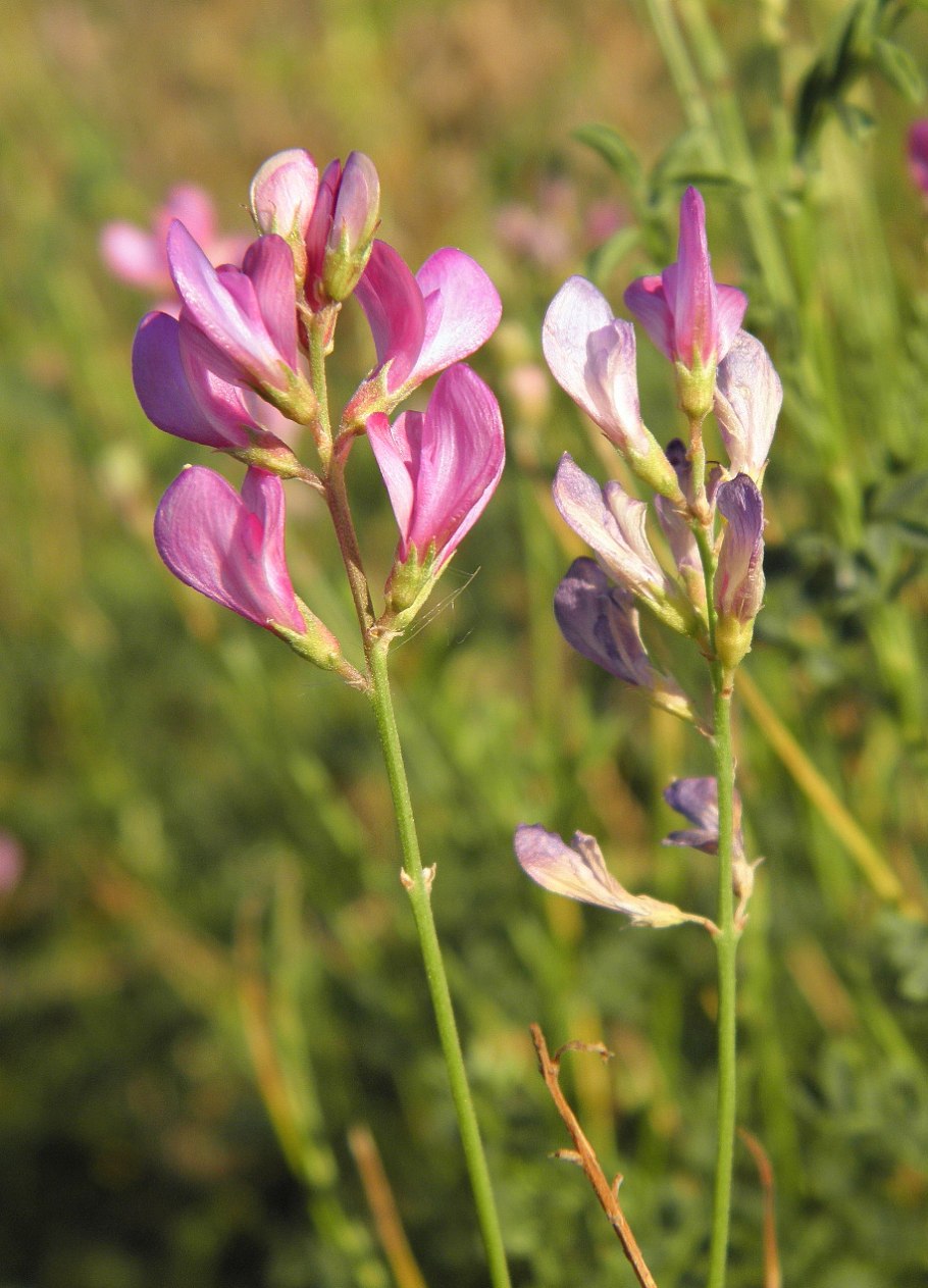 Копеечник красный