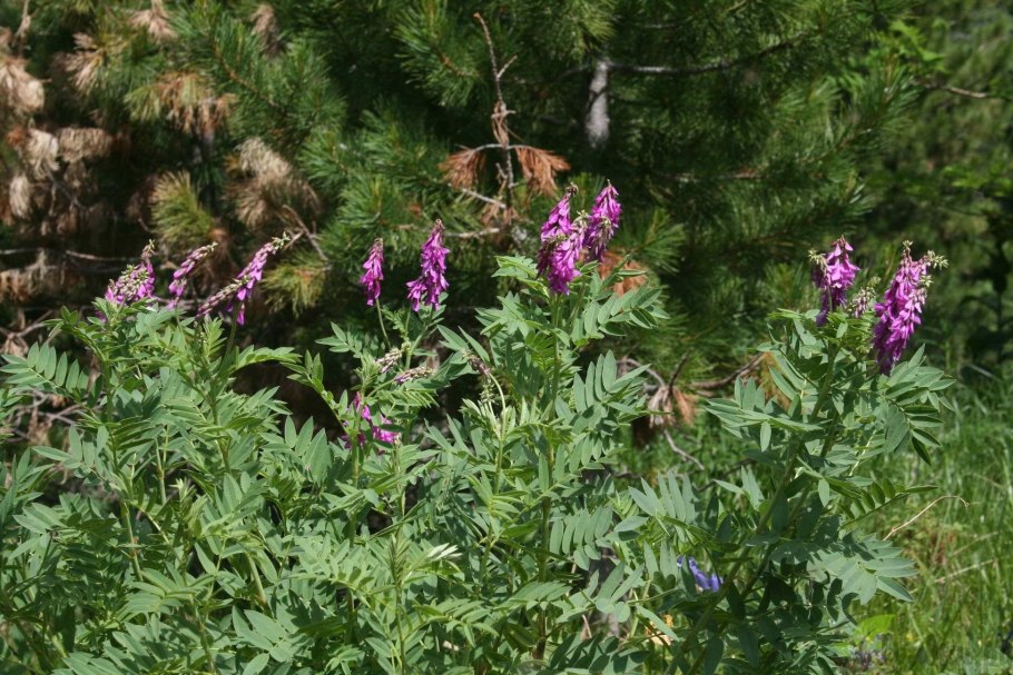 Копеечник чайный красный