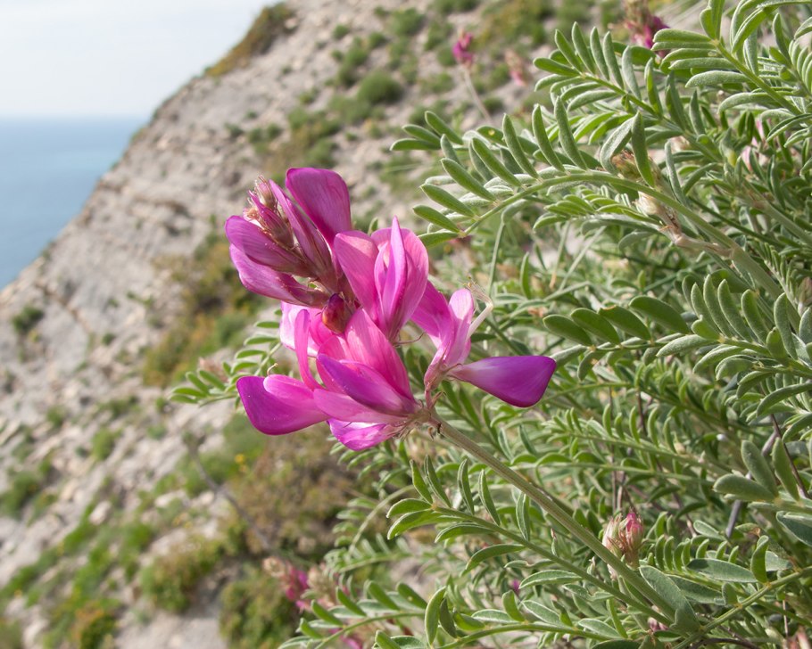 Копеечник Турчанинова