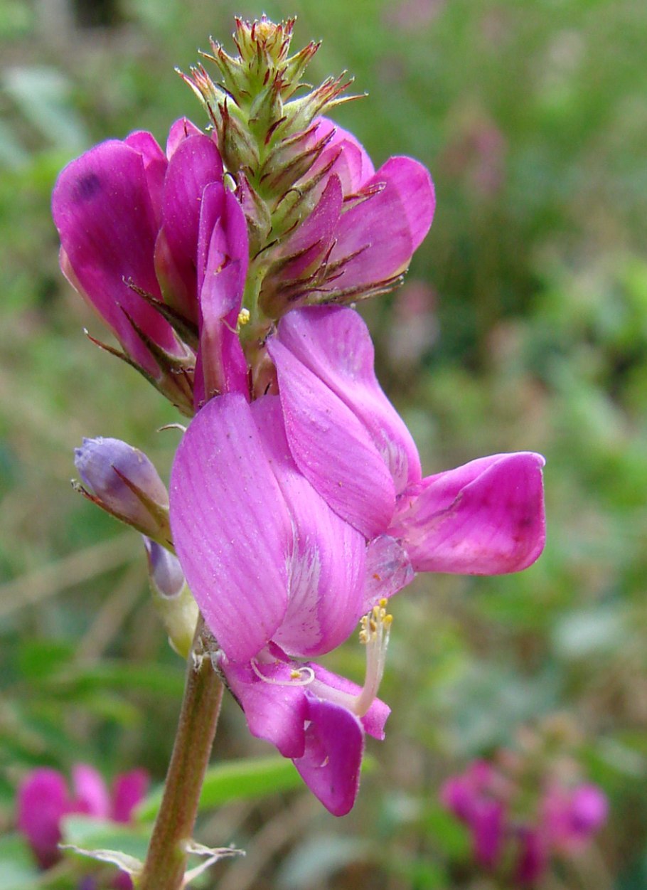 Копеечник чайный красный корень