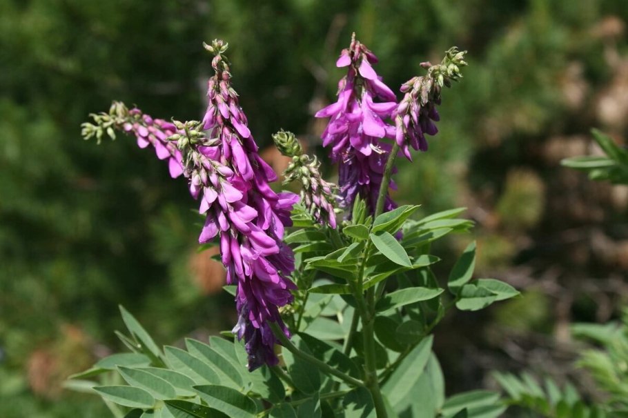 Растение копеечник Альпийский