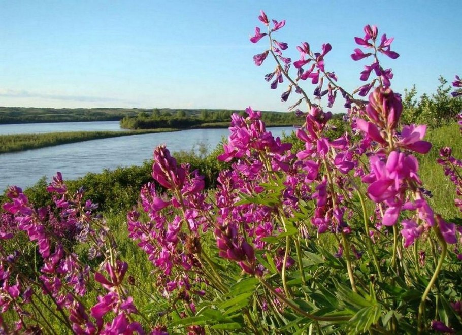 Копеечник крупноцветковый