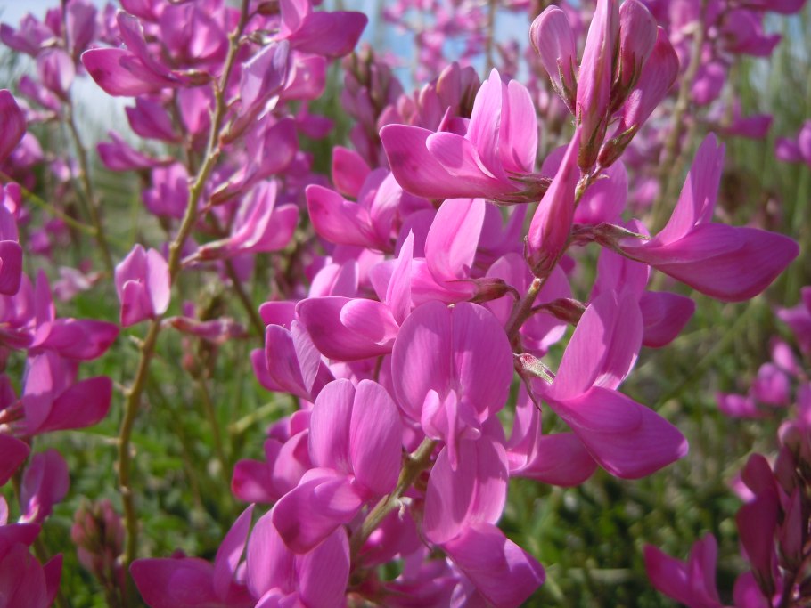 Копеечник Альпийский