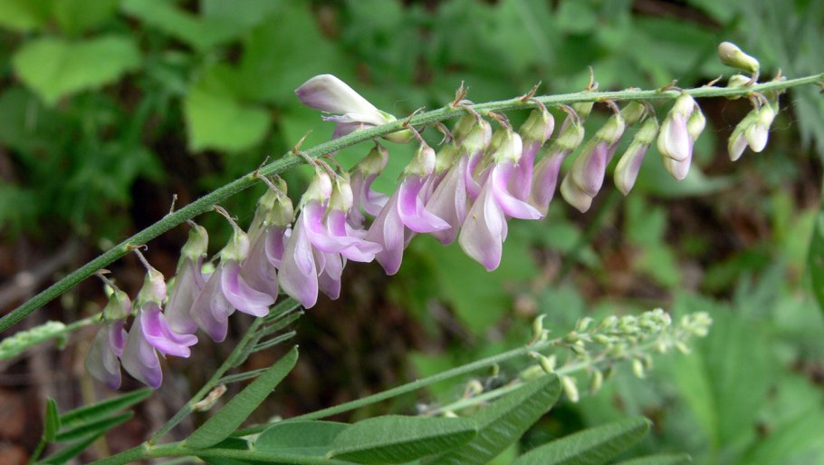 Копеечник Биберштейна