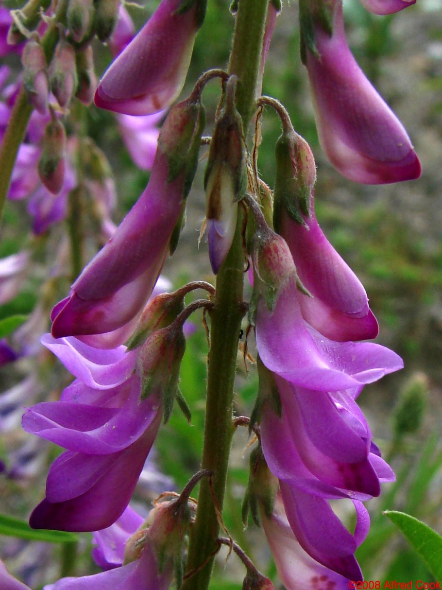 Копеечник альпийский