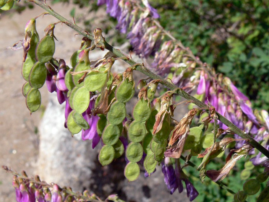 Копеечник Альпийский