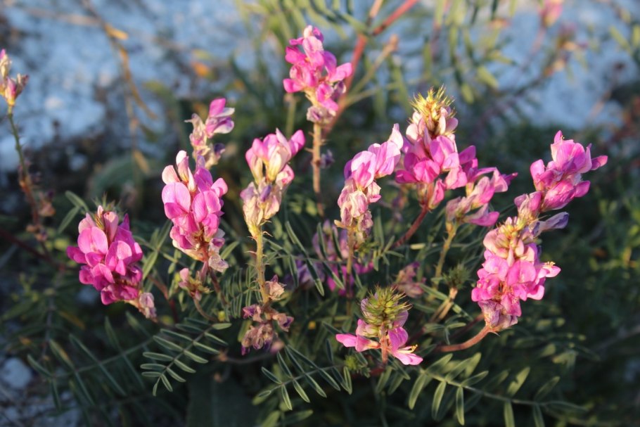 Копеечник Альпийский (Hedysarum alpinum)