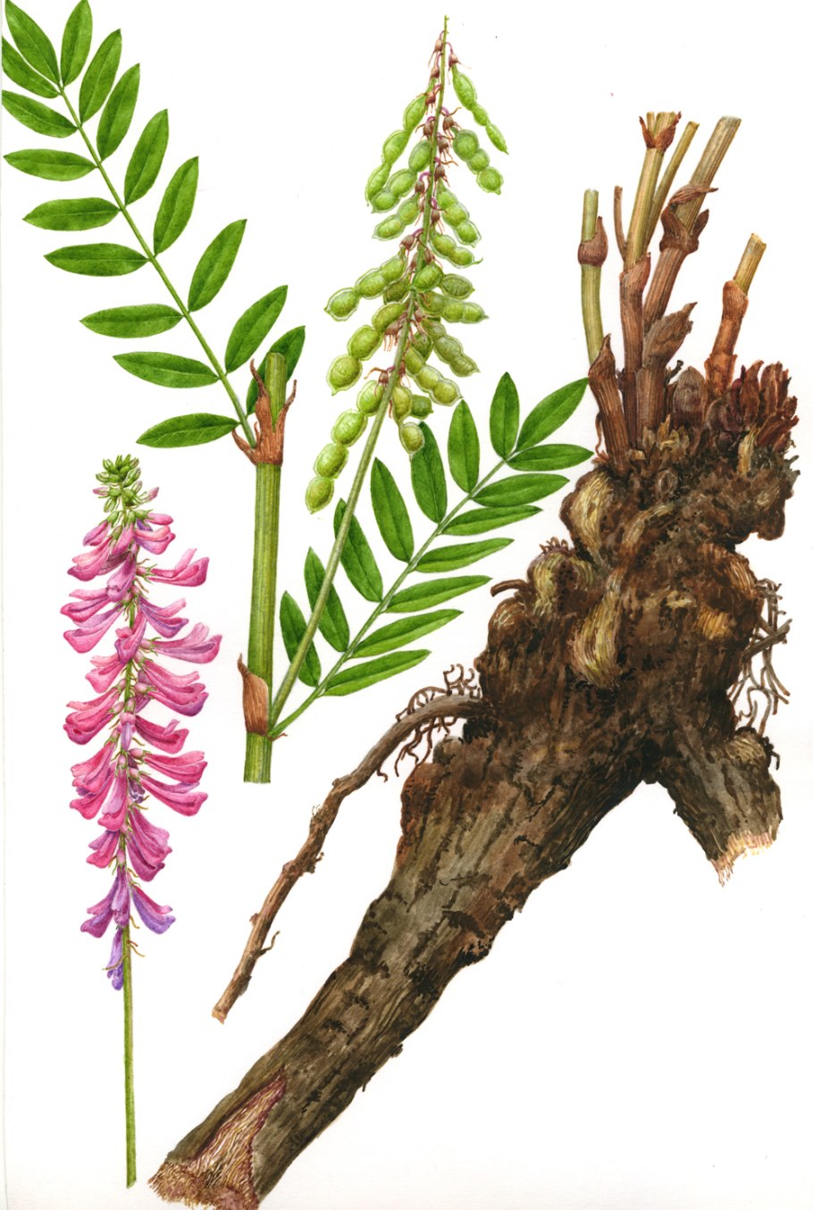 Копеечник Разумовского