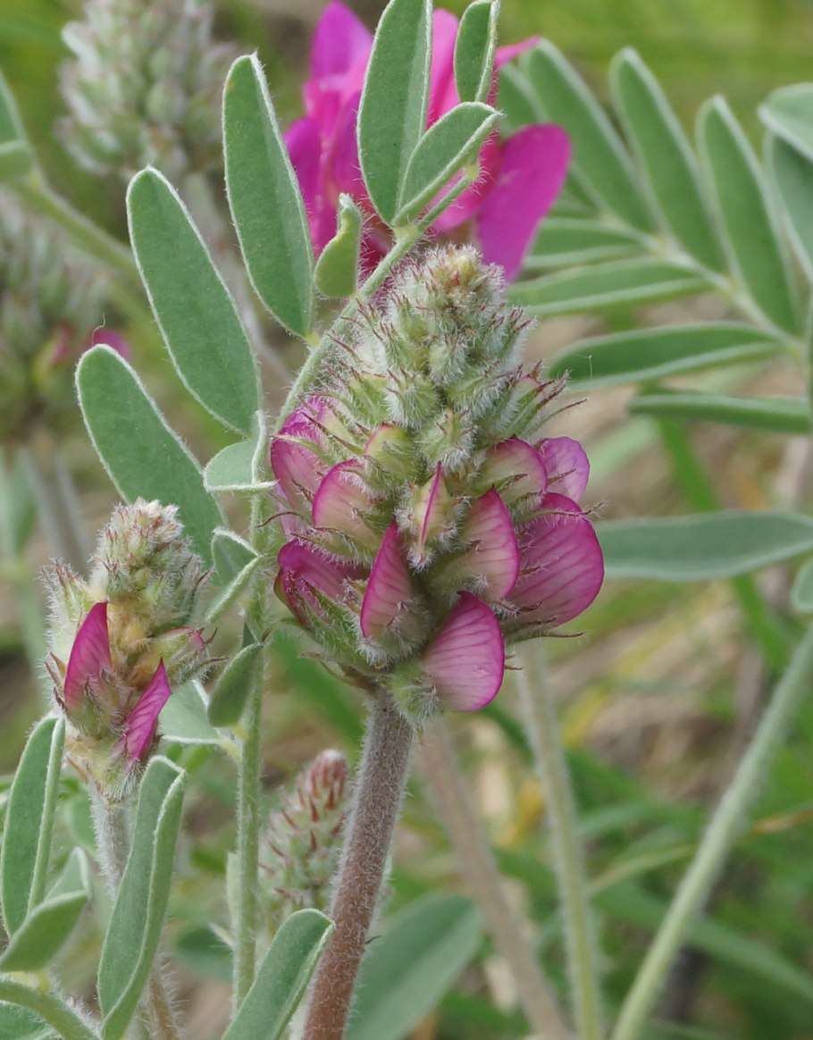 Копеечник крупноцветковый